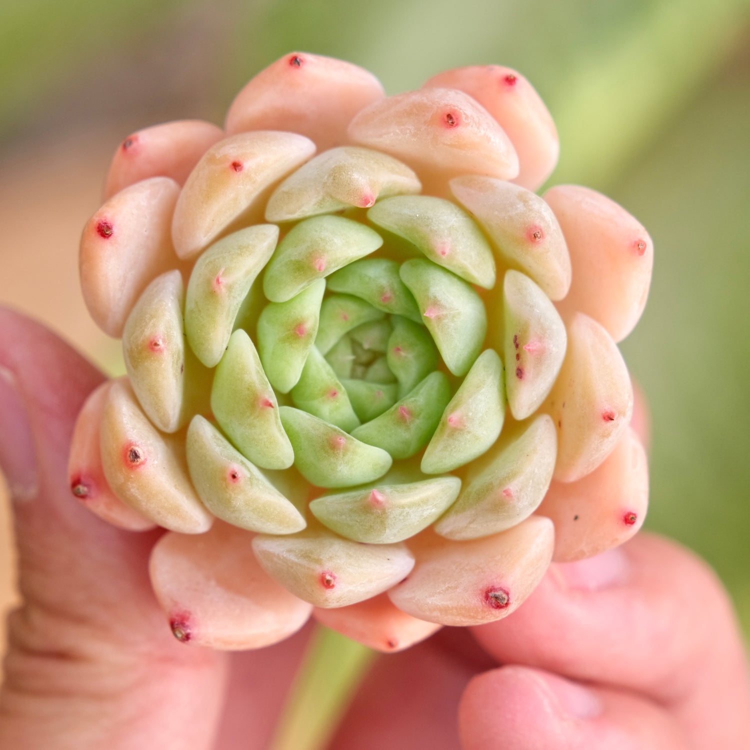 Mystery Hybrid Imported Succulent Plant