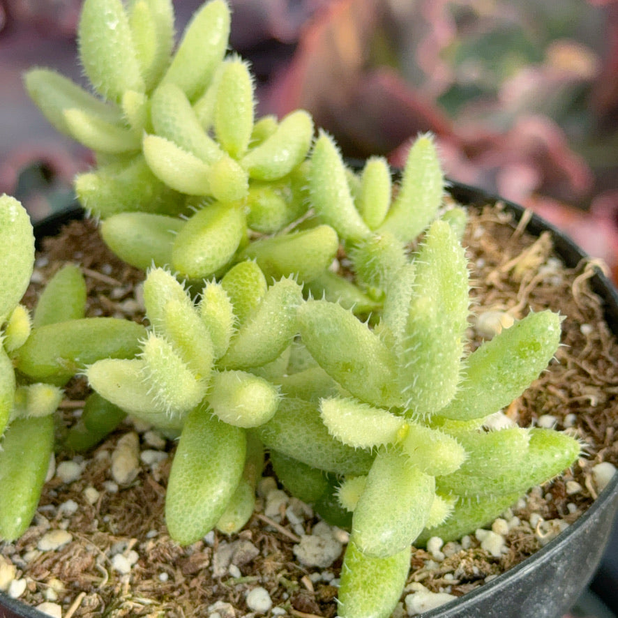 Variegated Pickle Plant Succulent Plant