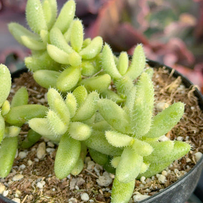 Variegated Pickle Plant Succulent Plant