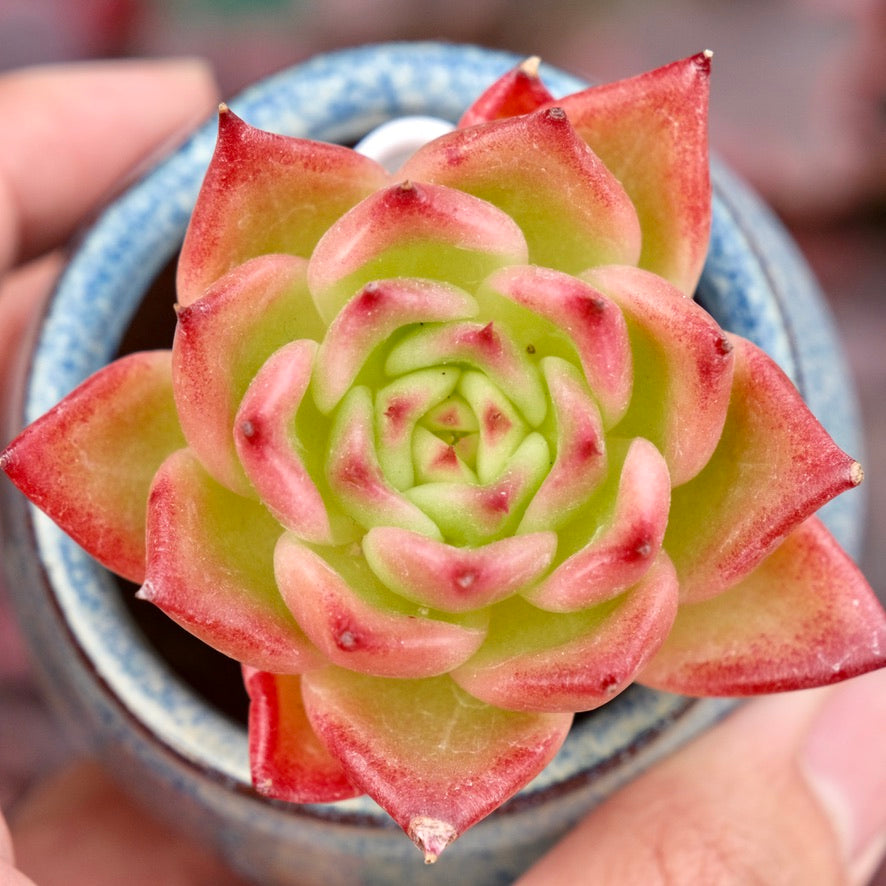 Echeveria Alisa Imported Succulent Plant Hwaga hybid