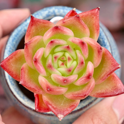Echeveria Alisa Imported Succulent Plant Hwaga hybid