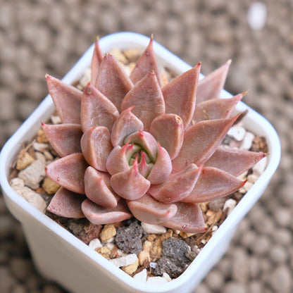 Graptopetalum Resbyi Imported Succulent Plant