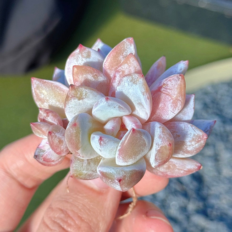 Echeveria Trumso Succulent Plant A