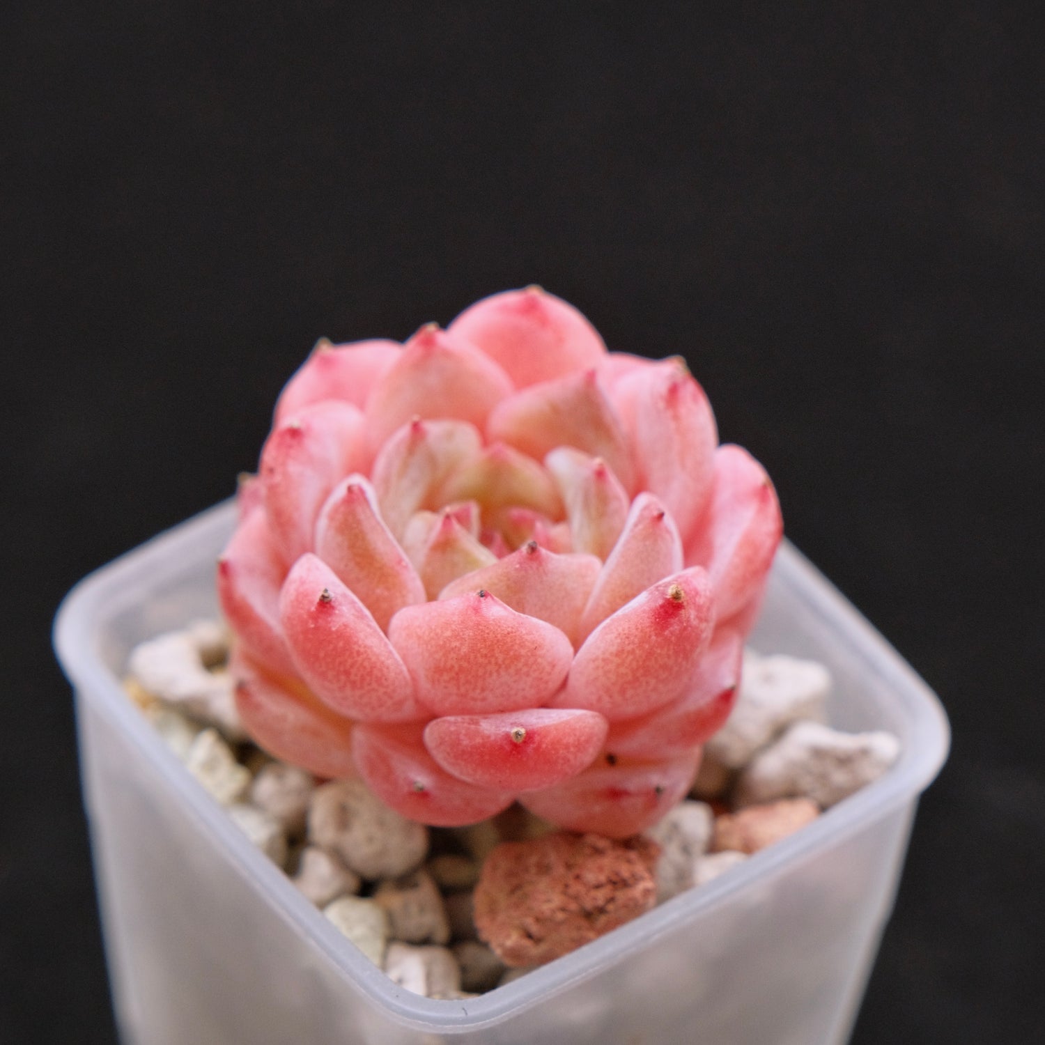 Echeveria Hyalina hybrid Imported Succulent Plant 海琳娜杂