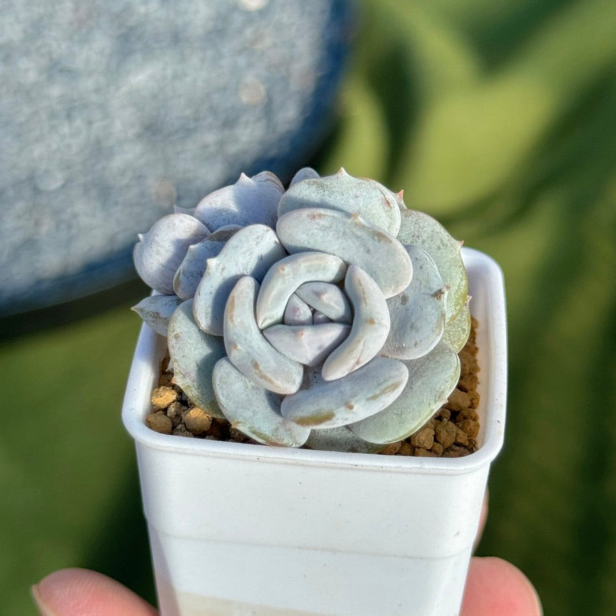 Echeveria Milk Purple Korean Succulent Plant Changhee hybrid