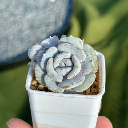 Echeveria Milk Purple Korean Succulent Plant Changhee hybrid