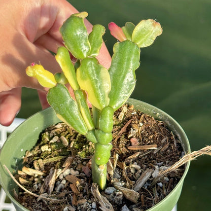 Variegated Christmas Cactus Succulent Plant
