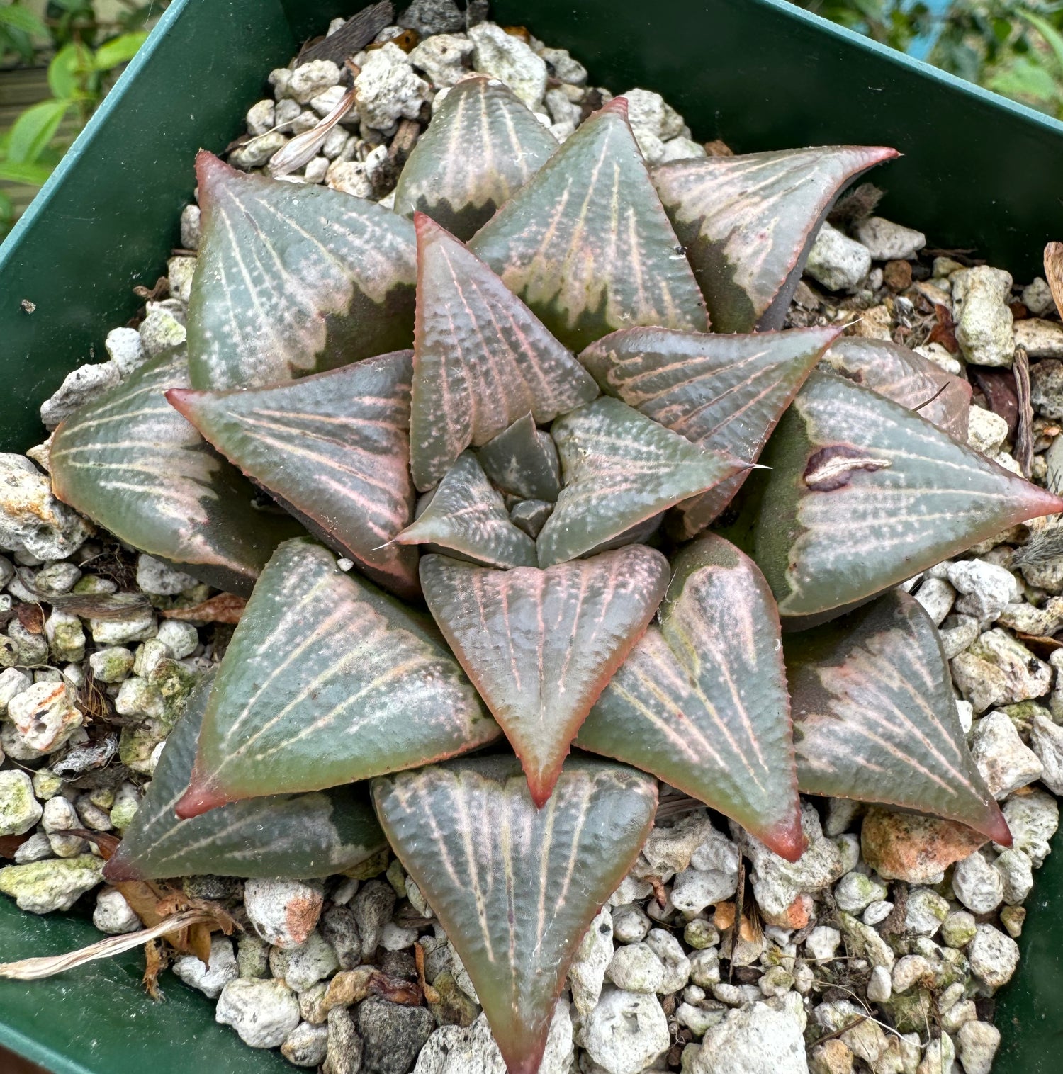 Jim Smith Haworthia Hybrid Succulent Plant