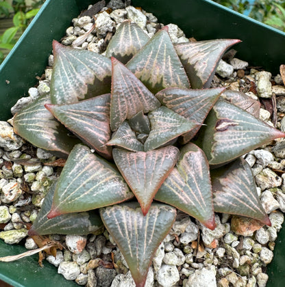 Jim Smith Haworthia Hybrid Succulent Plant