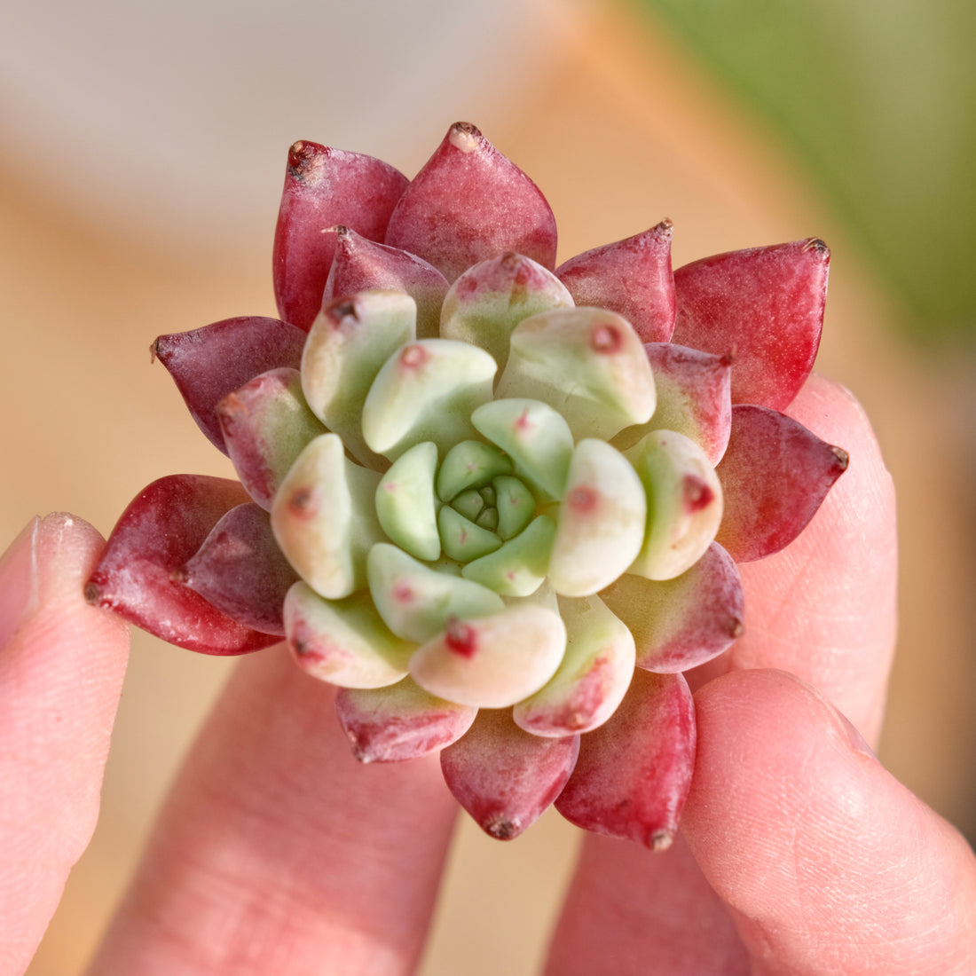 Echeveria Ametrine No. 2 Korean Succulent Plant Rare Hwaga hybrid
