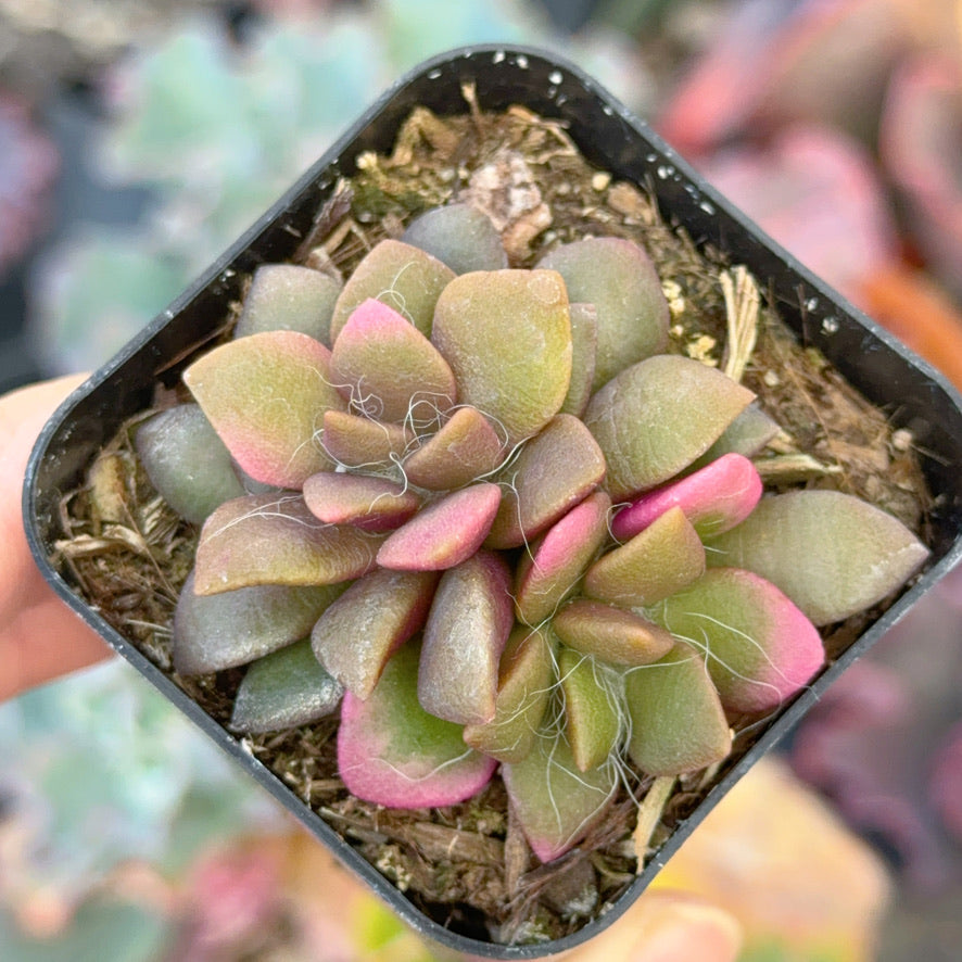 Variegated Anacampseros &