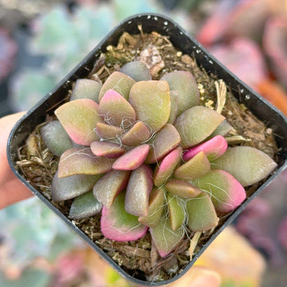 Variegated Anacampseros &