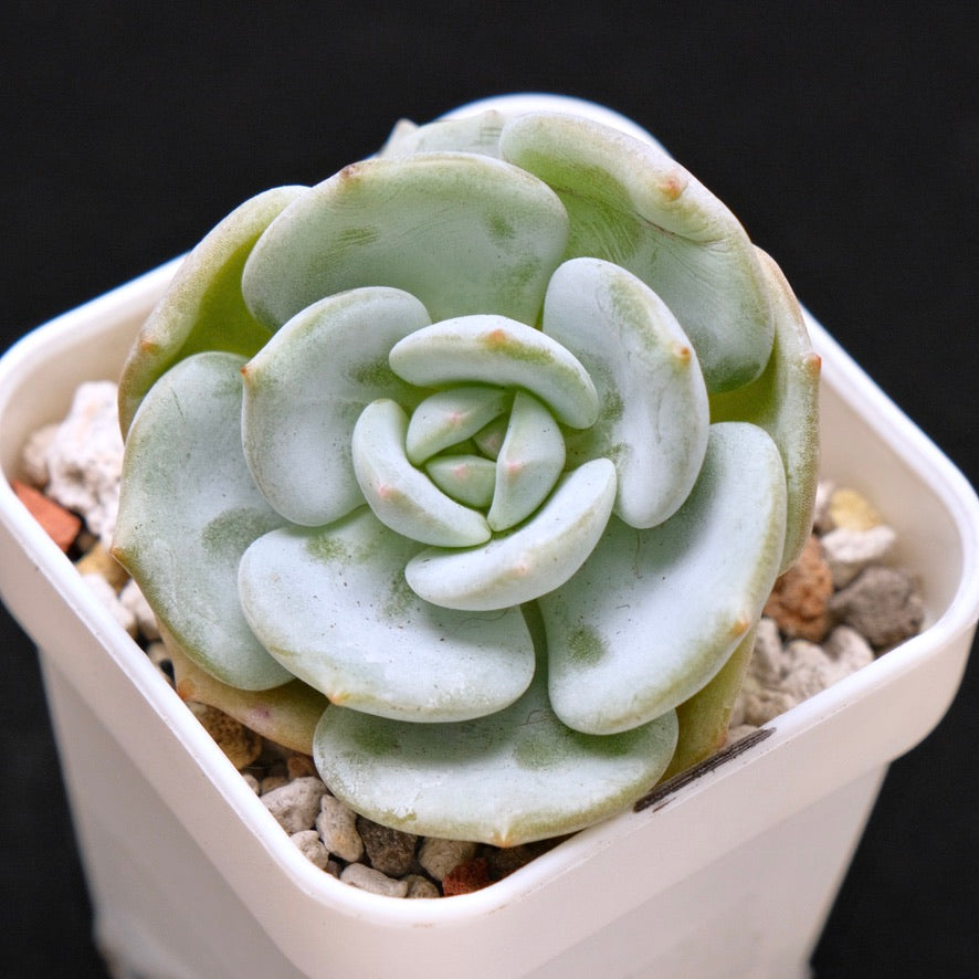 Echeveria Snow Field Korean Succulent Plant