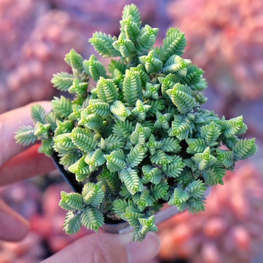 Crassula muscosa Succulent Plant