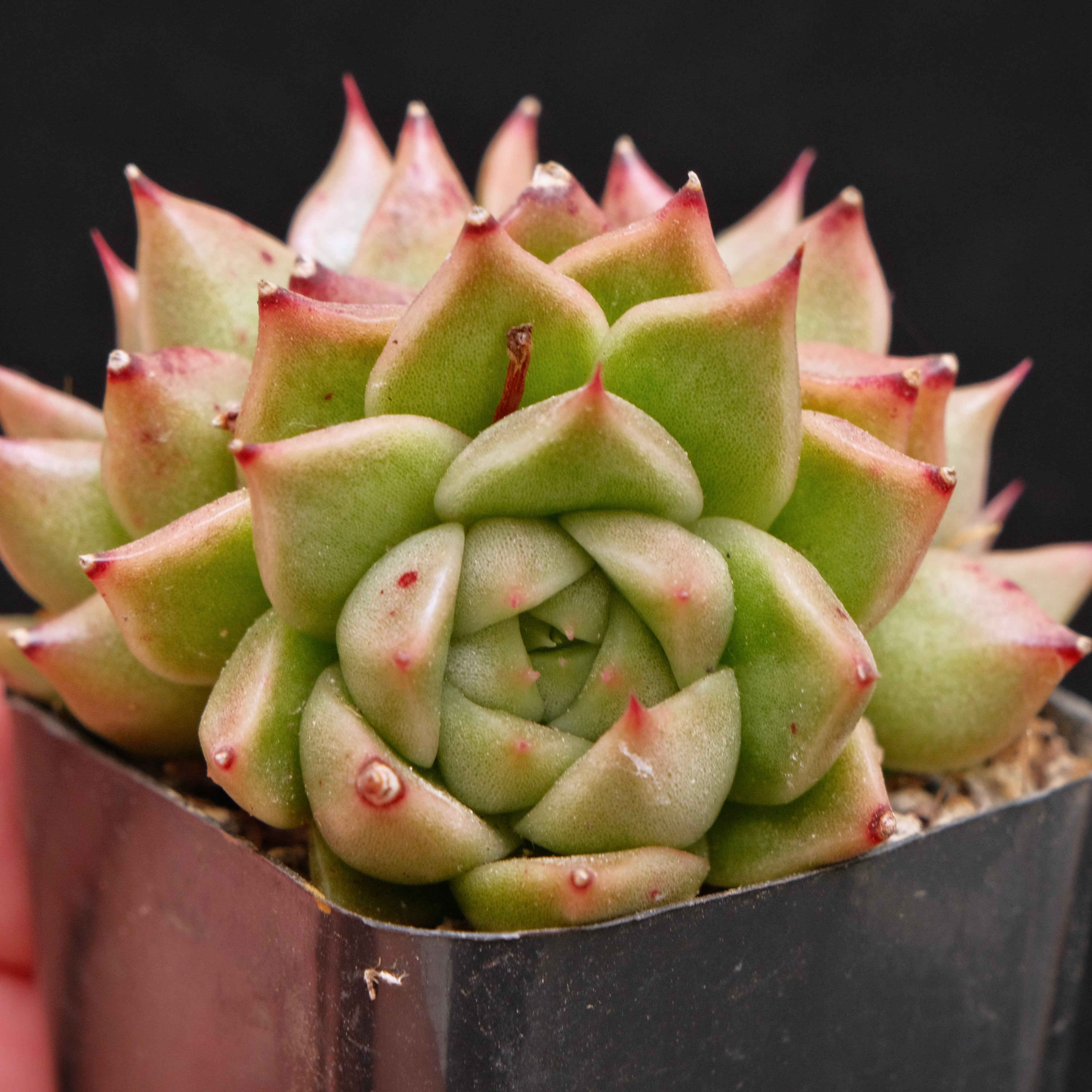 Echeveria Super Lina Korean Succulent Plant
