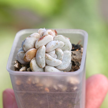 Echeveria Milk Purple Korean Succulent Plant Changhee hybrid