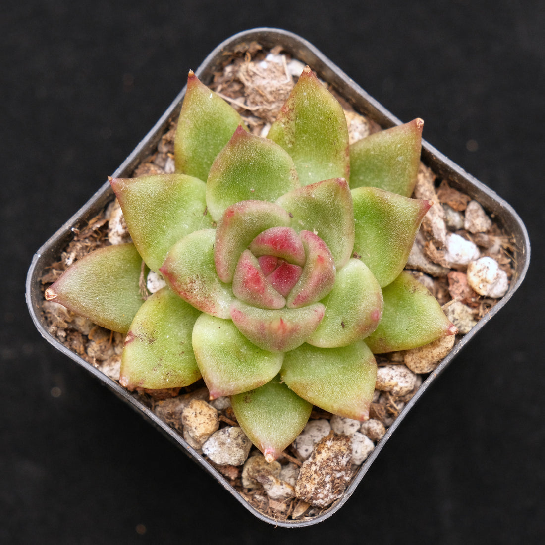 Echeveria Bloody Maria hybrid Korean Succulent Plant