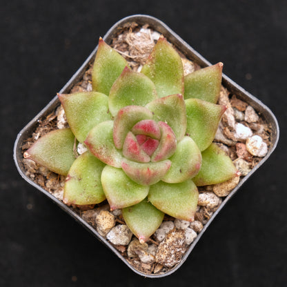 Echeveria Bloody Maria hybrid Korean Succulent Plant