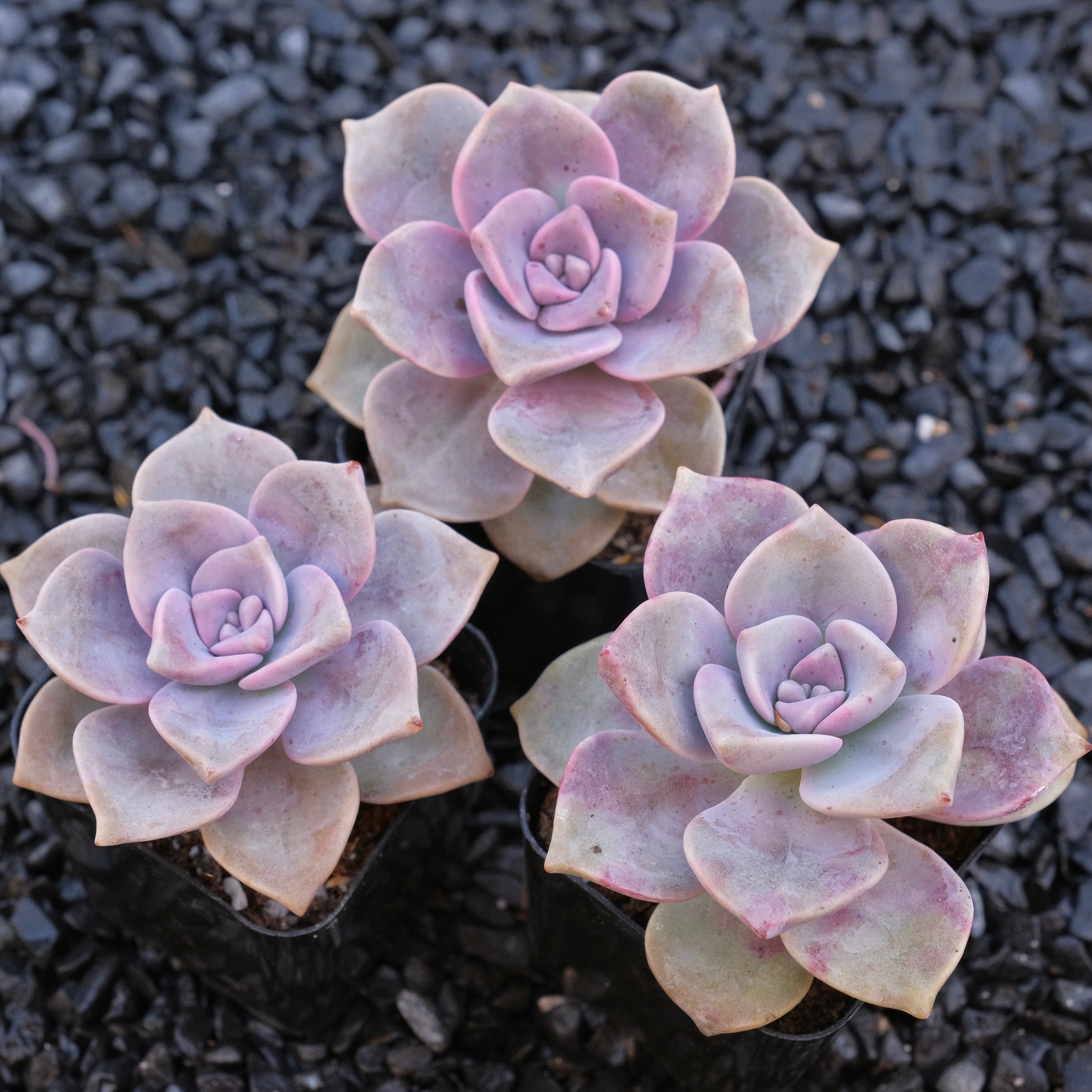 Graptoveria Purple Delight Locally Grown Succulent Plant