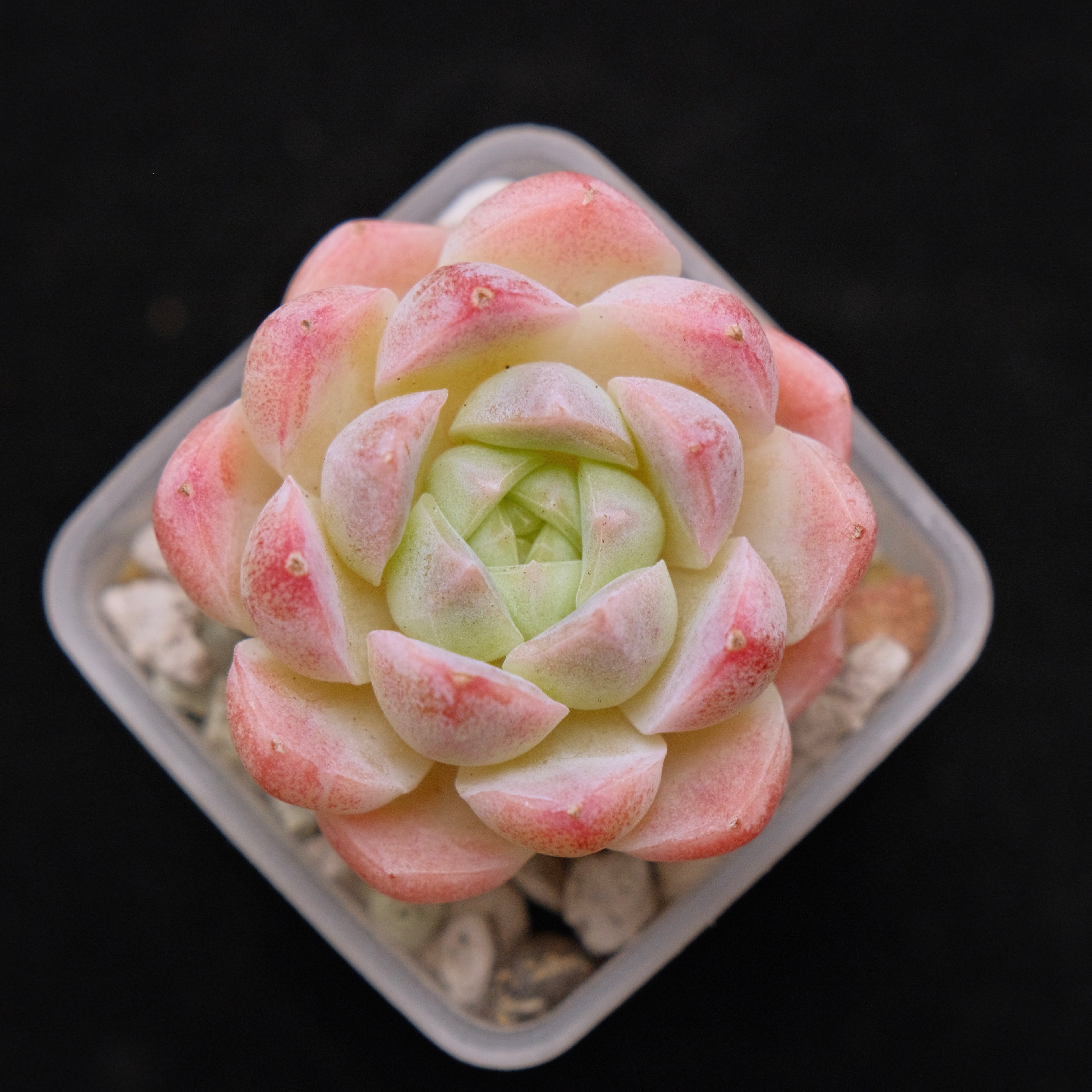 Echeveria Hyalina hybrid Imported Succulent Plant 海琳娜杂