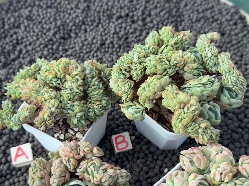 Crested Echeveria Twin Berry Imported Succulent Plant