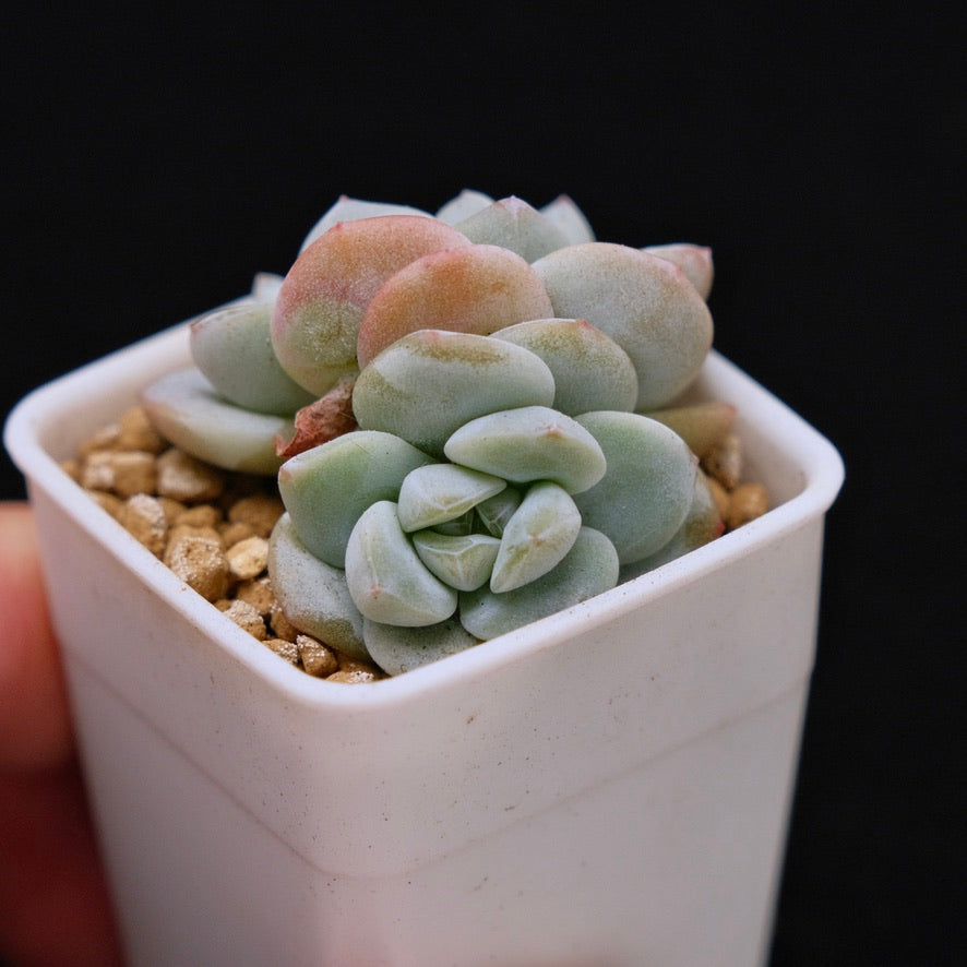 Echeveria Ice Green baby double Korean Succulent Plant