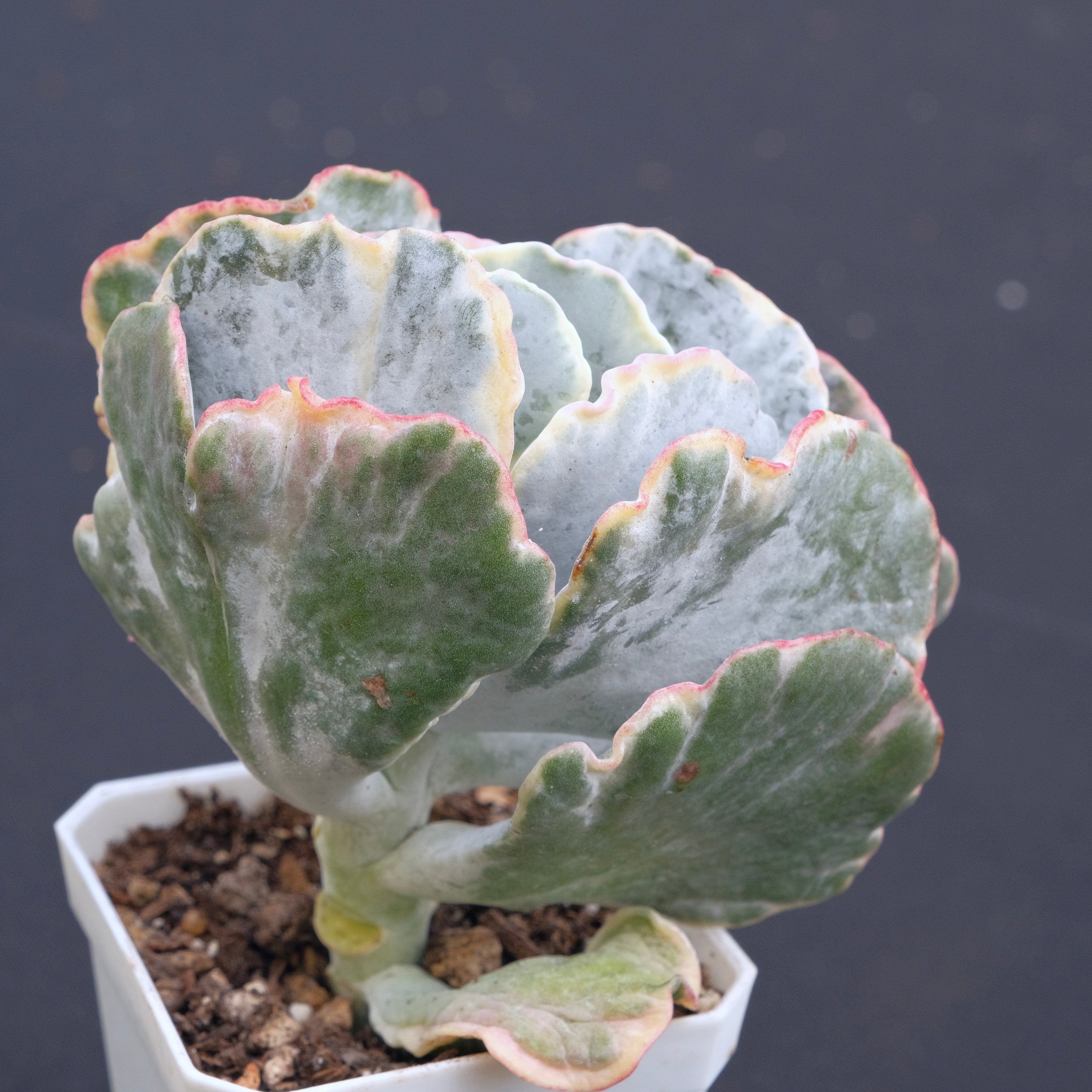 Variegated Cotyledon undulata Succulent Plant