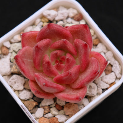 Echeveria Somnium Korean Succulent Plant