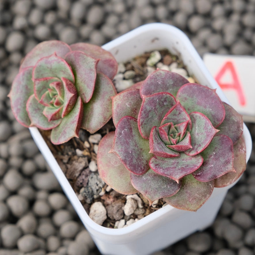 Echeveria Longissima Imported Succulent Plant