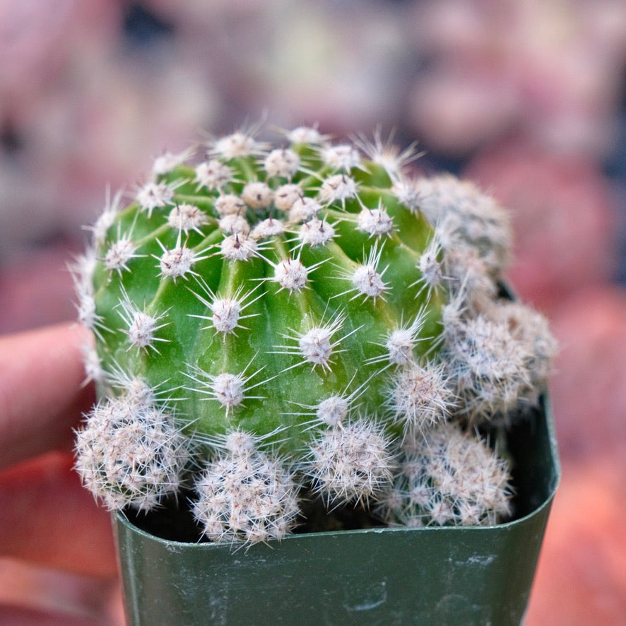 Echinopsis subdenudata Succulent Plant