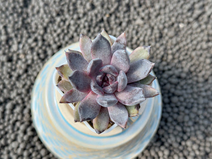 Echeveria Black Zaragoza Korean Succulent Plant Changhee hybrid