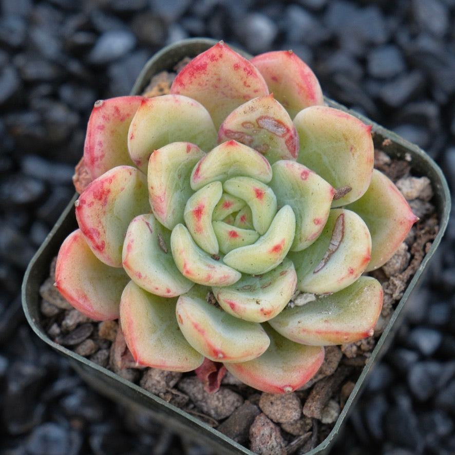 Echeveria Victory Korean Succulent Plant