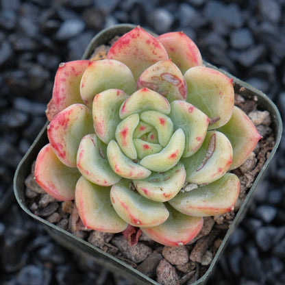 Echeveria Victory Korean Succulent Plant
