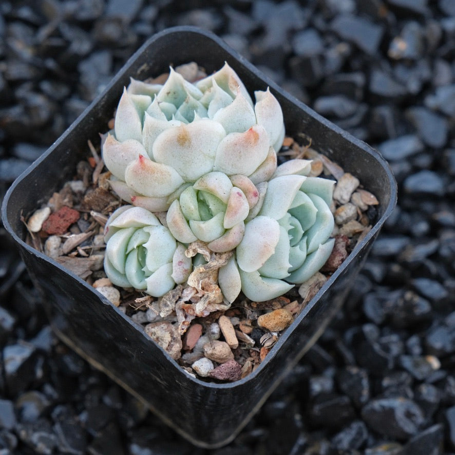 Echeveria Ice Rose Changhee hybrid Korean Succulent Plant