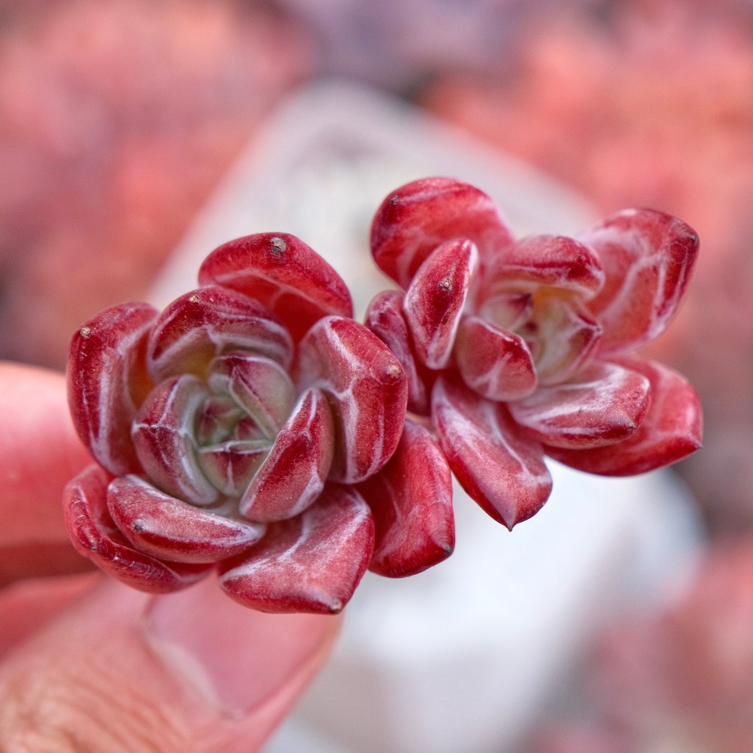 Echeveria Elisab Korean Succulent Plant