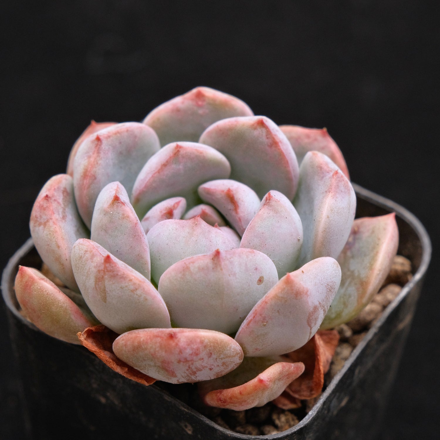 Echeveria Pink Elf Korean Succulent Plant