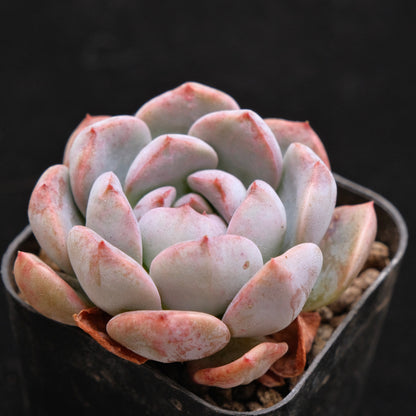Echeveria Pink Elf Korean Succulent Plant