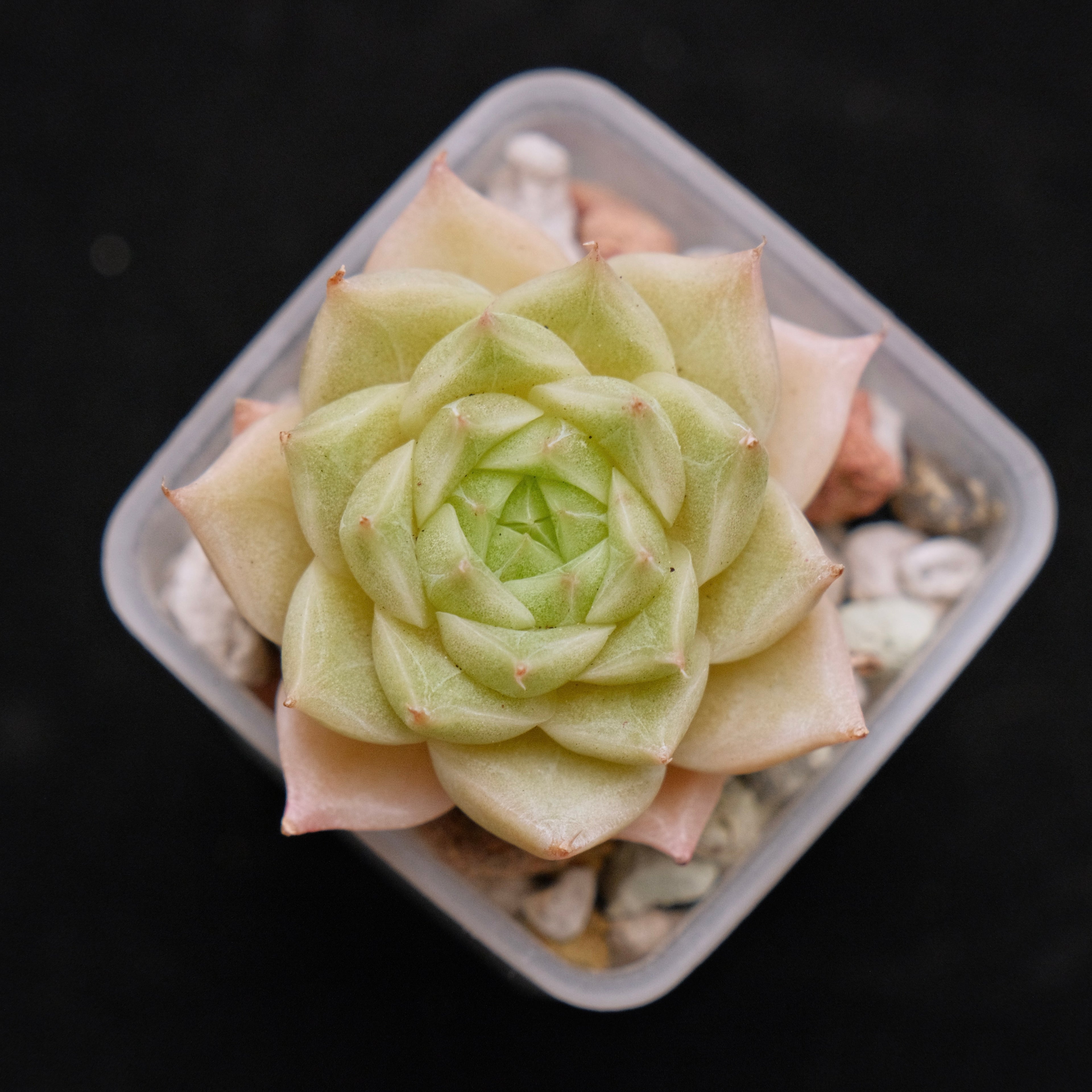 Echeveria hybrid imported Succulent Plant