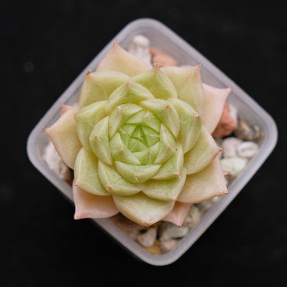 Echeveria hybrid imported Succulent Plant