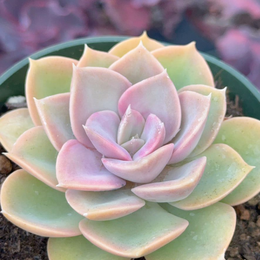 Echeveria Green Perle Succulent Plant