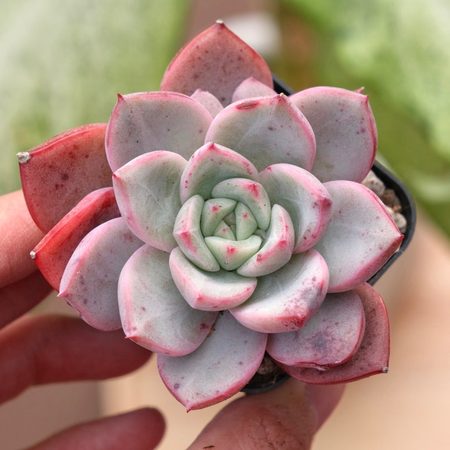 Echeveria Mecari Korean Succulent Plant