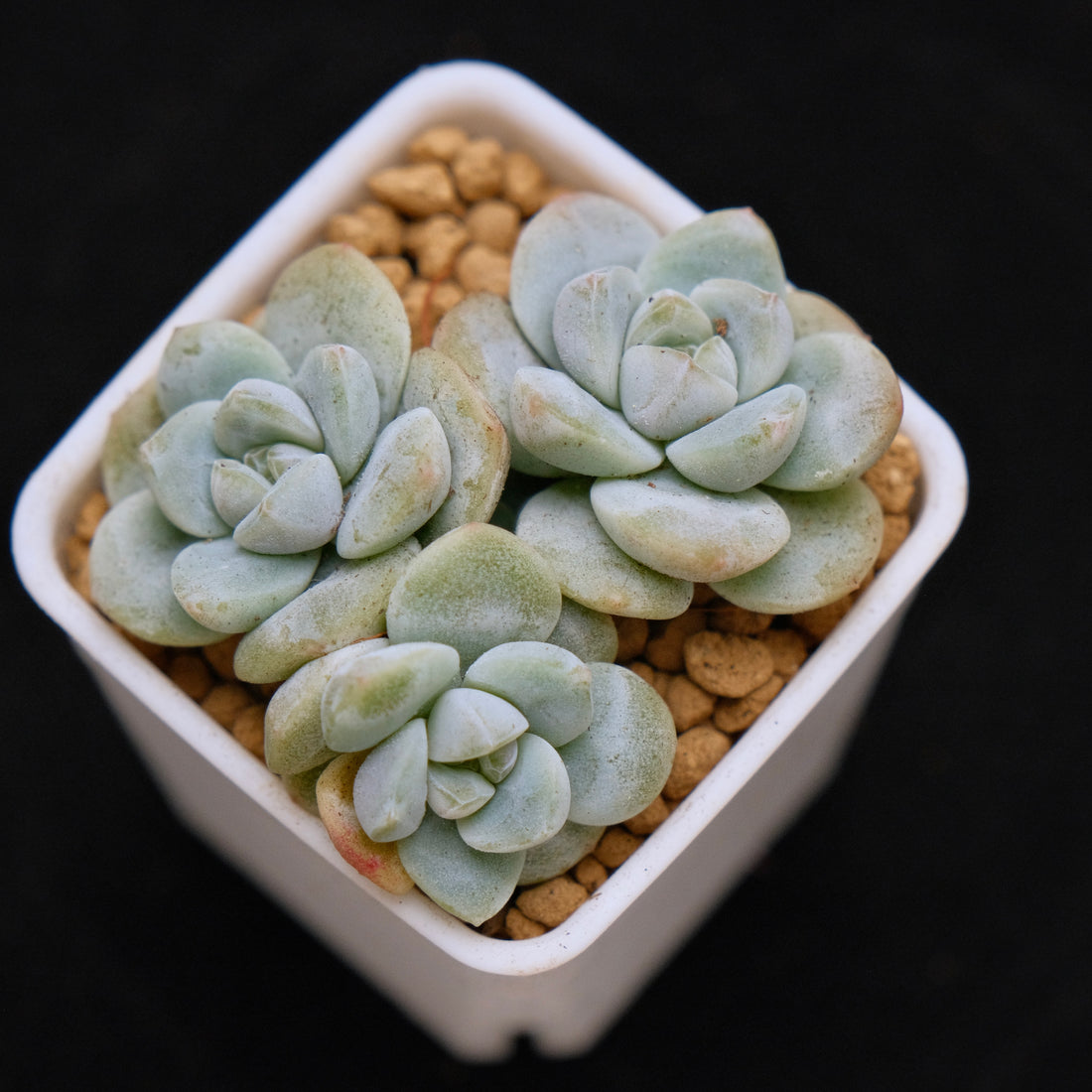 Echeveria Ice Green baby cluster Korean Succulent Plant