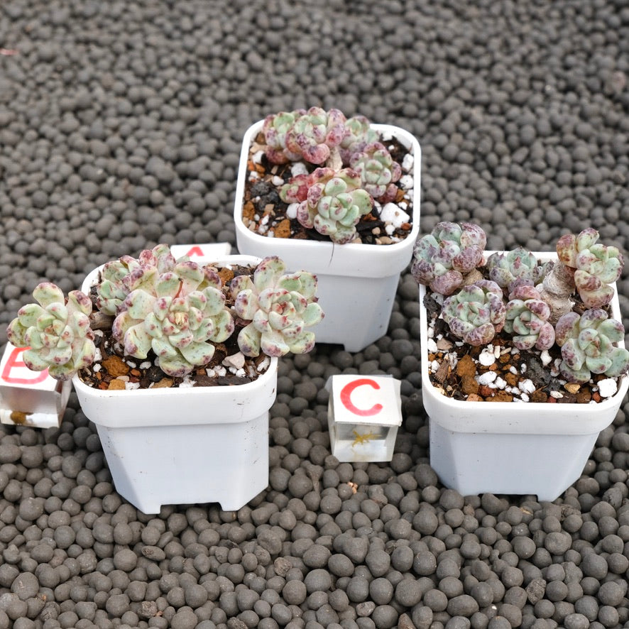 Echeveria Indigo Mini Korean Succulent Plant Hwaga Hybrid