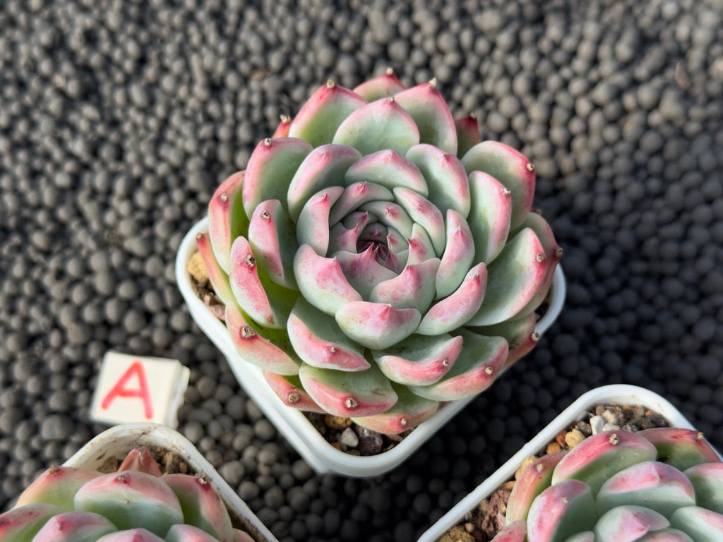 Echeveria colorata hybrid Imported Succulent Plant