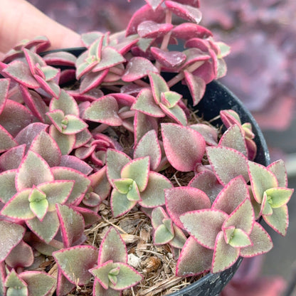 Variegated Crassula calico kitten Succulent Plant