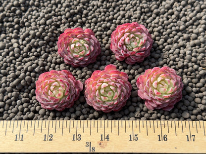 Echeveria Charles Rose Imported Succulent Plant