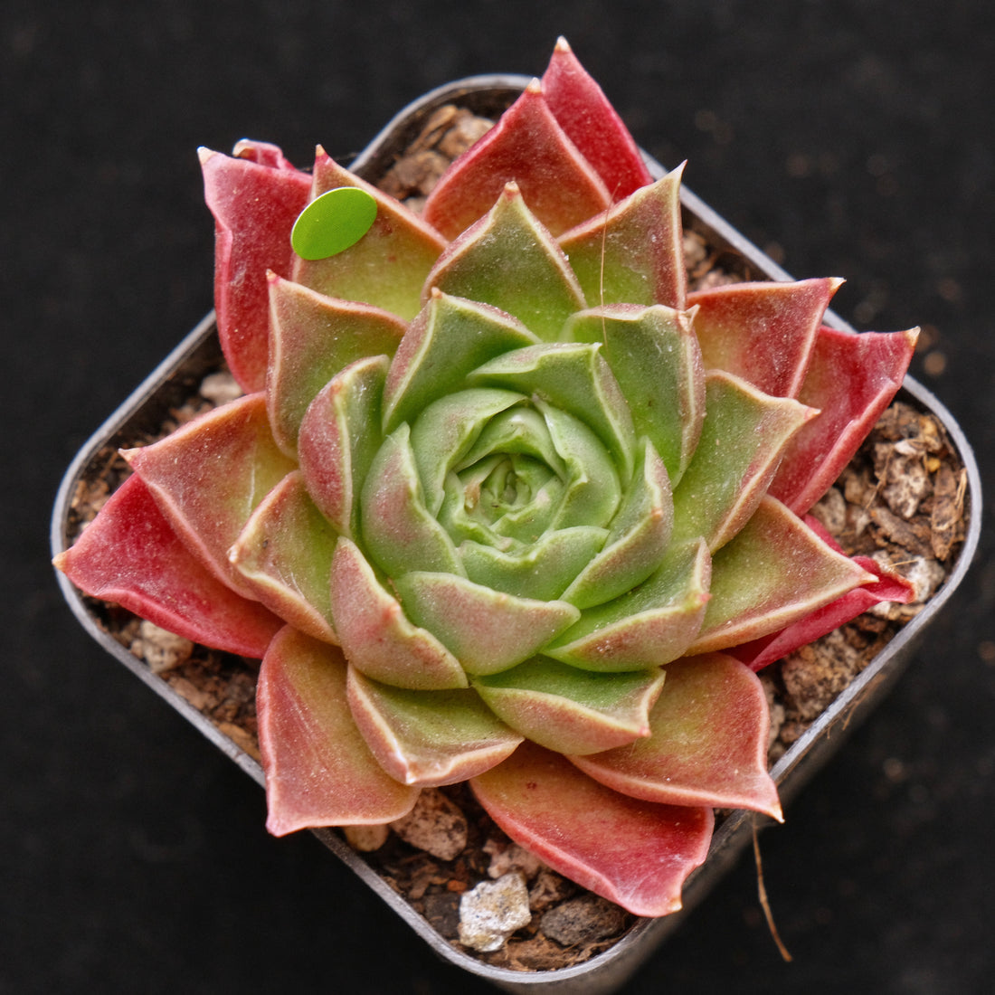 Echeveria Gilo Korean Succulent Plant