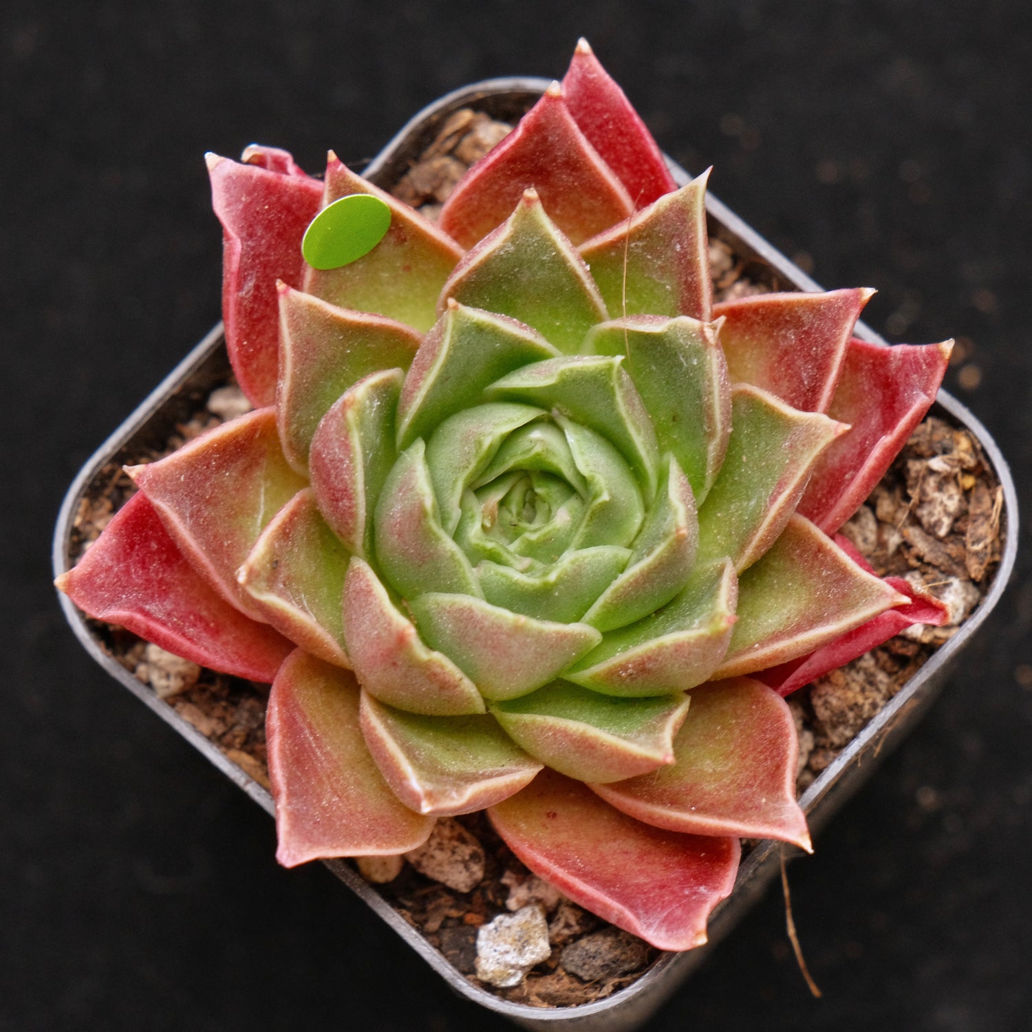 Echeveria Gilo Korean Succulent Plant