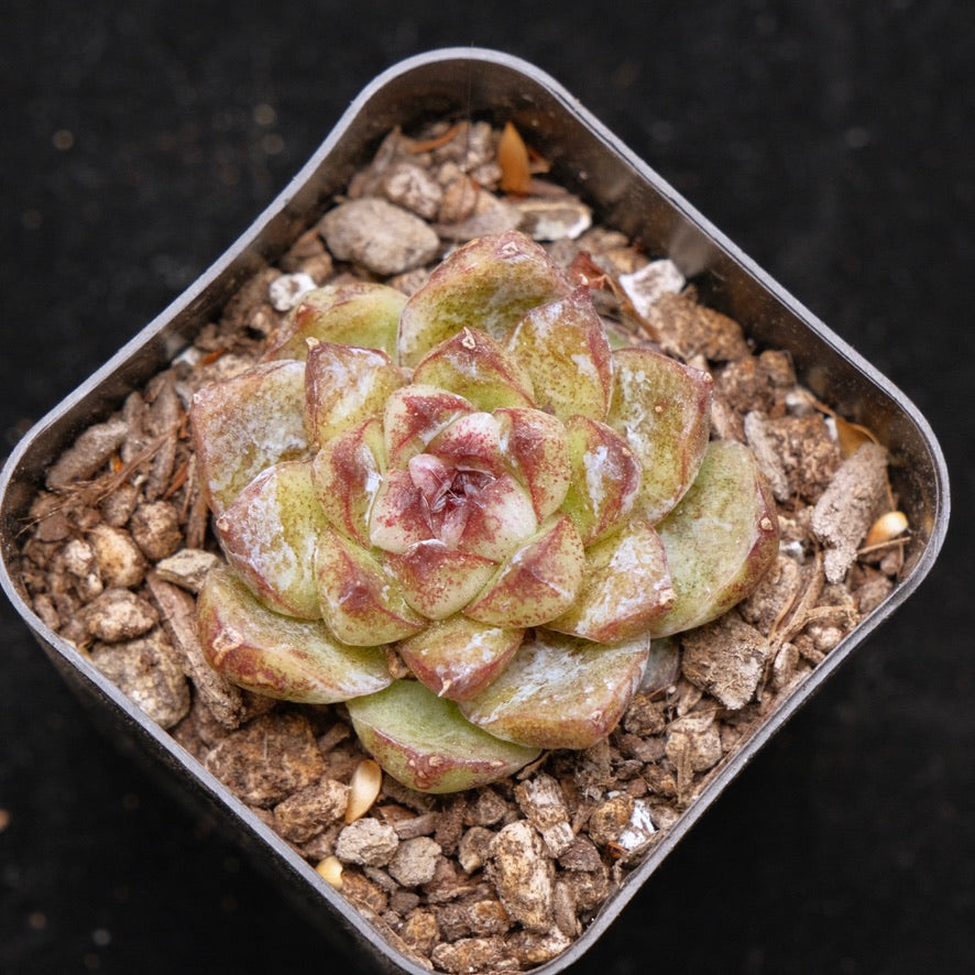 Echeveria Power Gem Korean Succulent Plant
