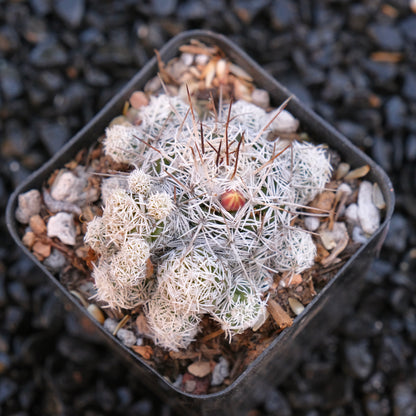 Thimble Cactus Mammillaria gracilis fragilis Locally Grown Succulent Plant